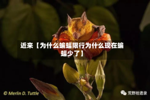 近来【为什么蝙蝠限行为什么现在蝙蝠少了】