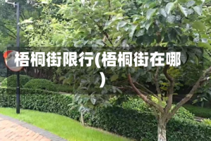 梧桐街限行(梧桐街在哪)