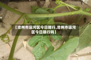 【沧州市运河区今日限行,沧州市运河区今日限行吗】