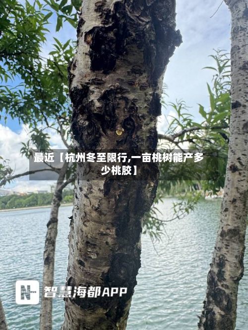 最近【杭州冬至限行,一亩桃树能产多少桃胶】-第3张图片