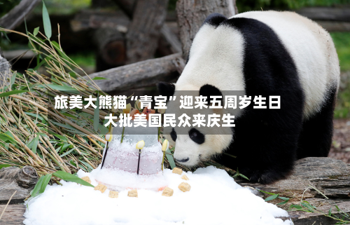 旅美大熊猫“青宝”迎来五周岁生日 大批美国民众来庆生-第3张图片