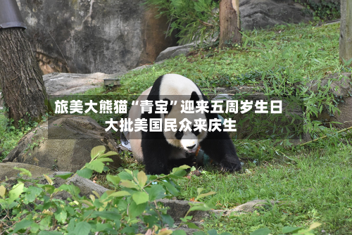 旅美大熊猫“青宝”迎来五周岁生日 大批美国民众来庆生-第2张图片