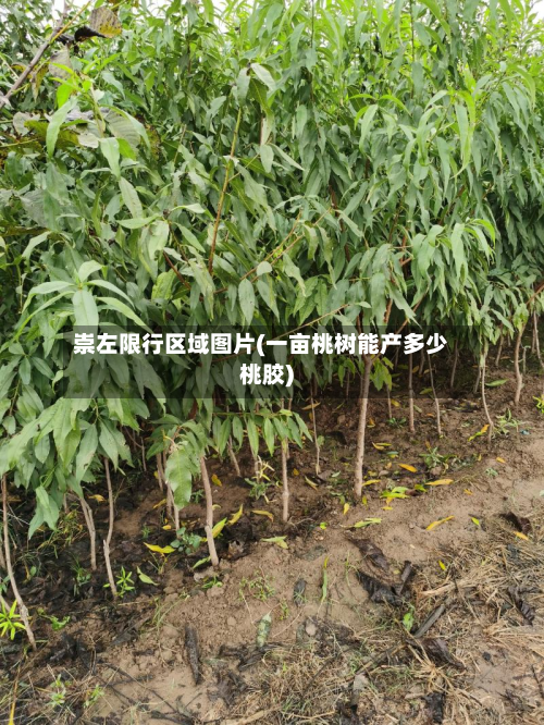崇左限行区域图片(一亩桃树能产多少桃胶)-第1张图片