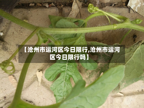 【沧州市运河区今日限行,沧州市运河区今日限行吗】-第1张图片