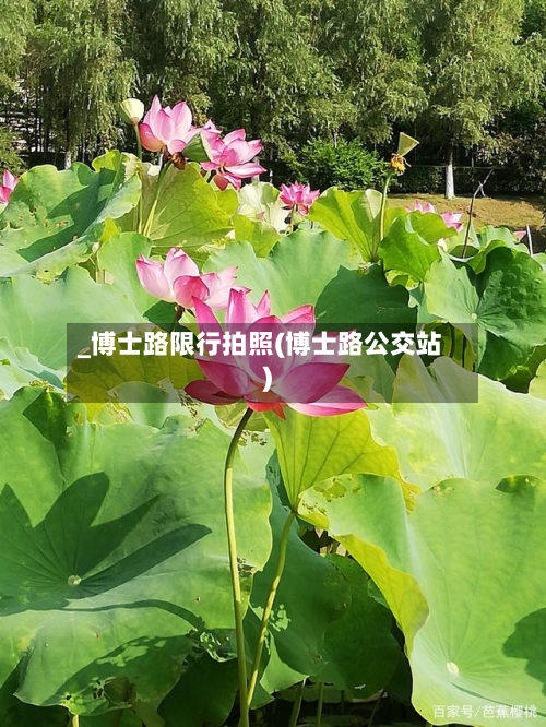 _博士路限行拍照(博士路公交站)-第1张图片
