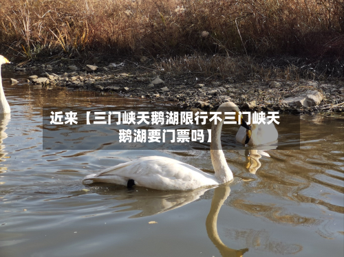 近来【三门峡天鹅湖限行不三门峡天鹅湖要门票吗】-第3张图片